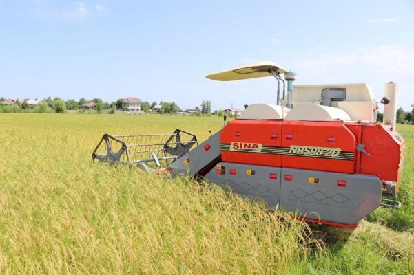 برداشت مکانیزه محصول برنج در شالیزارهای مازندران