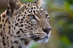 Persian leopards’ natural reproduction turned unsuccessful