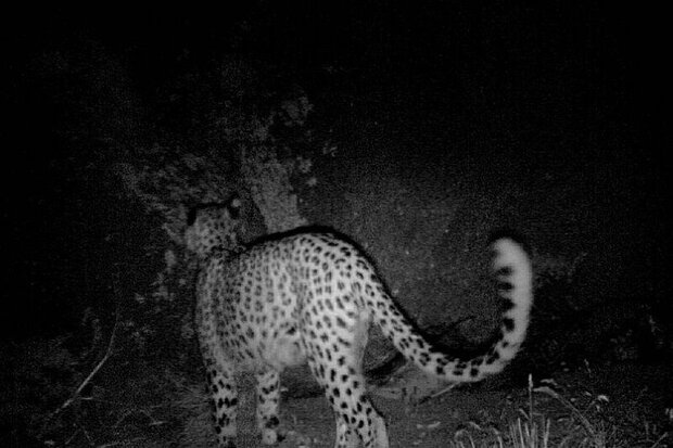 Persian leopard spotted in northern Iran