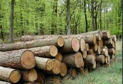 احیا و نجات درختان کهنسال محله طرشت با اجرای طرح ترمیم تنه