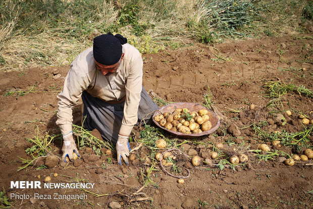 بداية فصل جني "البطاطا" في همدان 