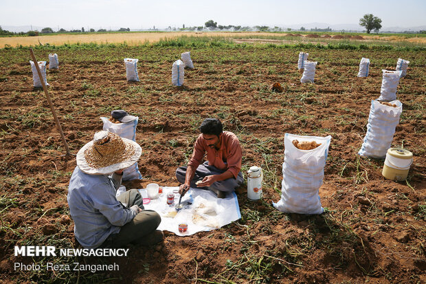 Potato harvest in Iran’s Hamedan