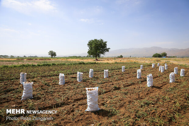 Potato harvest in Iran’s Hamedan