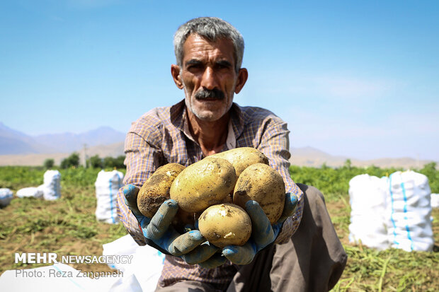 Potato harvest in Iran’s Hamedan