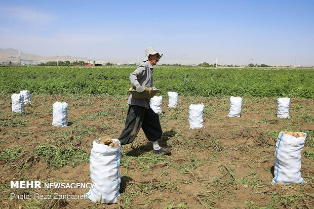 Potato harvest in Iran’s Hamedan