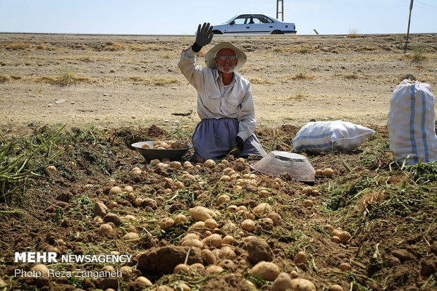 Potato harvest in Iran’s Hamedan