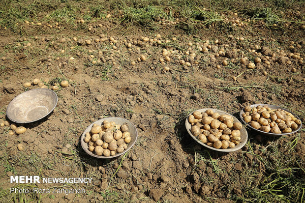 Potato harvest in Iran’s Hamedan
