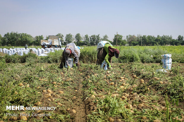 Potato harvest in Iran’s Hamedan