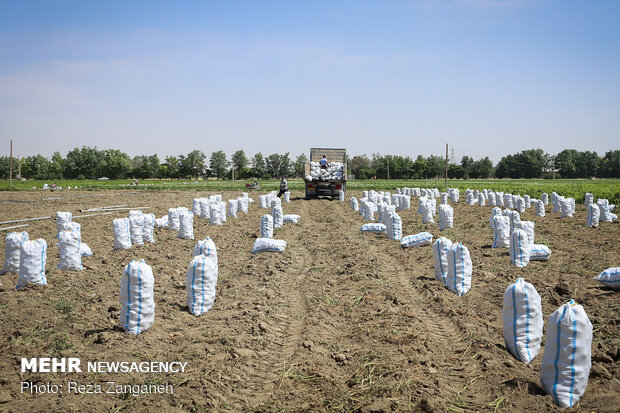 Potato harvest in Iran’s Hamedan--