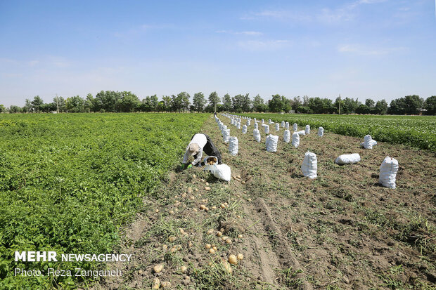 Potato harvest in Iran’s Hamedan