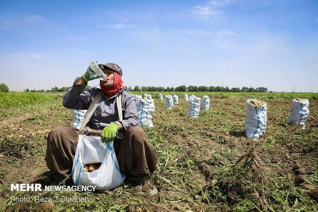 Potato harvest in Iran’s Hamedan