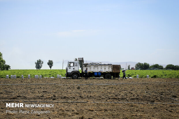 Potato harvest in Iran’s Hamedan