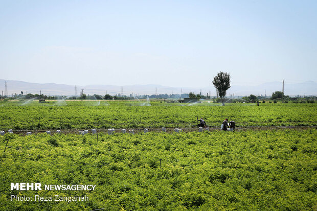 Potato harvest in Iran’s Hamedan