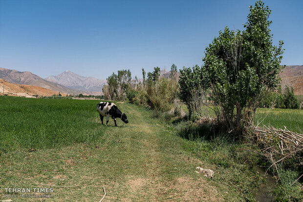 Imam Khomeini Relief Foundation provides financial stability in Charmahl and Bakhtiari province