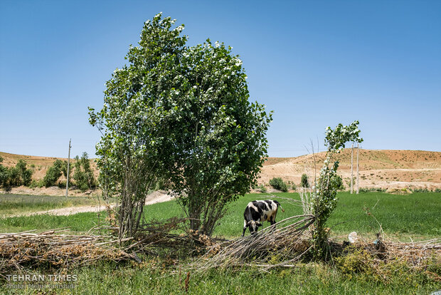 Imam Khomeini Relief Foundation provides financial stability in Charmahl and Bakhtiari province