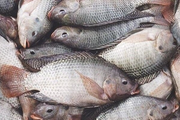 تولید ۵٠٠ تن ماهی تیلاپیا در ۴ استان کشور