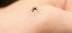 West Nile virus