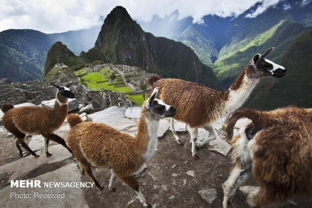 Machu Picchu