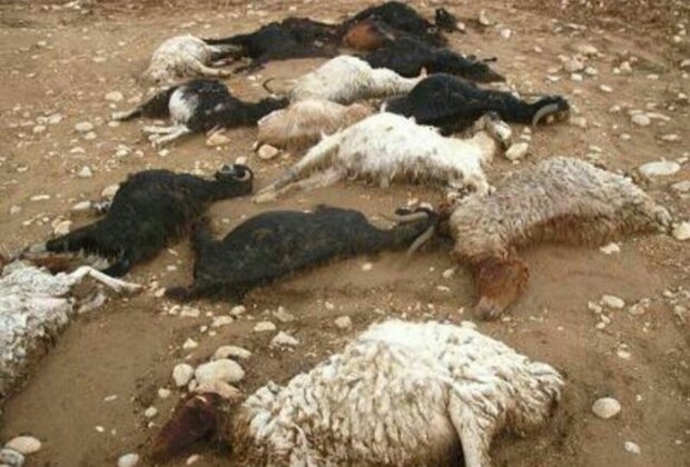 ۱۱۵ راس گوسفند در نی‌ریز تلف شدند