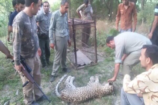 Persian leopard captured alive in NE Iran