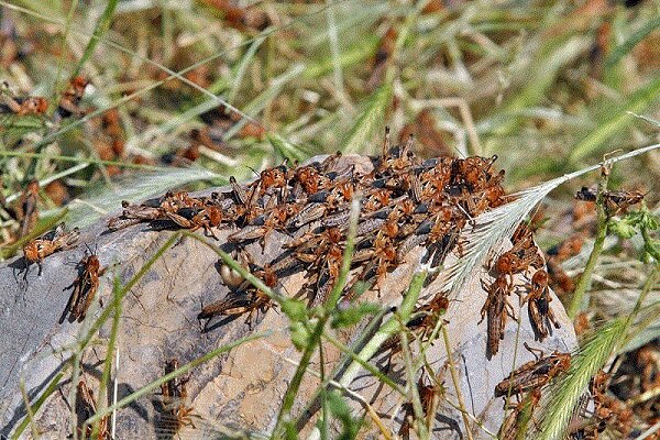 FAO warns of Desert Locust outbreaks in Yemen and the Horn of Africa; highlights Iran’s control operations