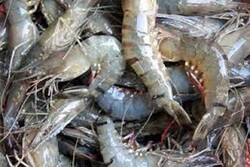 About 60 tons of shrimp processed, readied for export in Chabahar