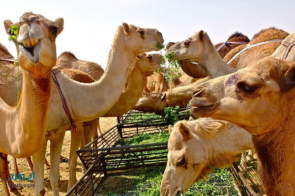 دستورات فوری جهت جمع آوری و هویت گذاری احشام در هرمزگان صادر شد 