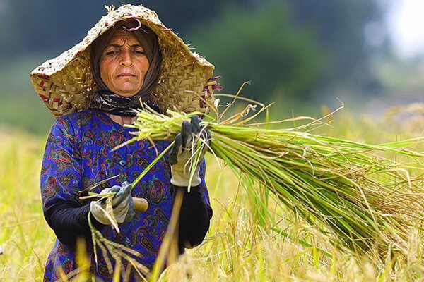 اشتغالزایی بومی ۱۱۴روستای کشور را بدون بیکار کرد 