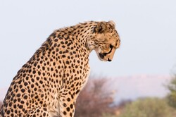 Artificial insemination failed on cheetah in captivity