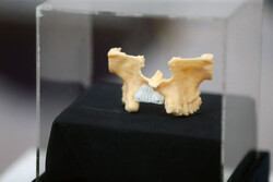 Iran unveils artificial bones made by 3D-printer