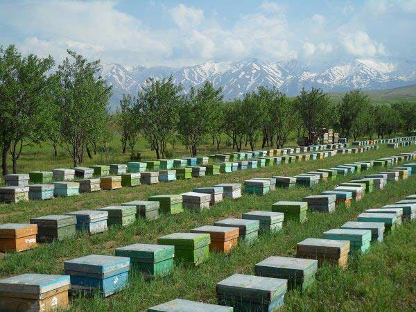 Iran's honey exported to 22 countries