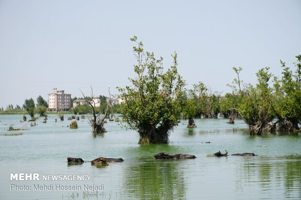 Estill Lagoon hosting buffalos in sizzling summer