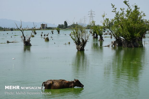 Estill Lagoon hosting buffalos in sizzling summer