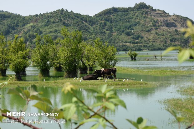 Estill Lagoon hosting buffalos in sizzling summer