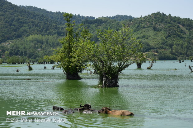 Estill Lagoon hosting buffalos in sizzling summer