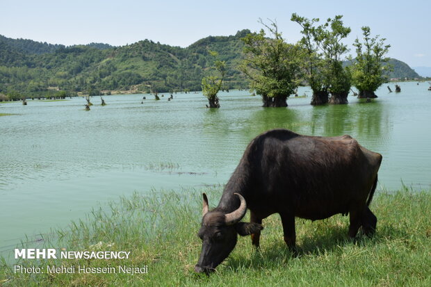 Estill Lagoon hosting buffalos in sizzling summer