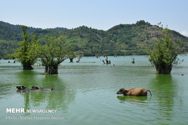 Estill Lagoon hosting buffalos in sizzling summer