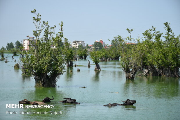 Estill Lagoon hosting buffalos in sizzling summer