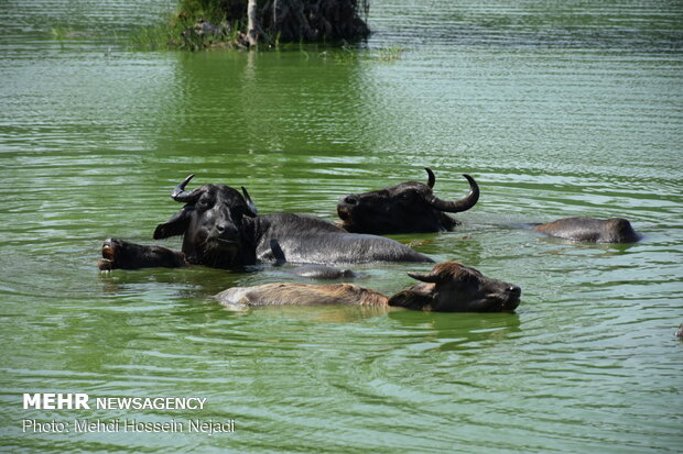 Estill Lagoon hosting buffalos in sizzling summer