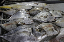 کاهش قیمت ۳۴ نوع ماهی در میادین میوه و تره بار
