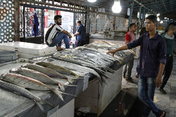 تعیین عامل توزیع ماهی به مراکز ۲۱گانه توزیع ماهی در شهر بندرعباس