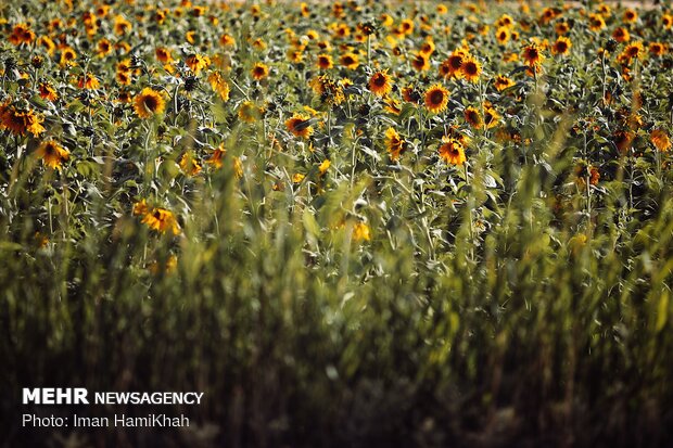 Sunflower field in Hamedan prov.