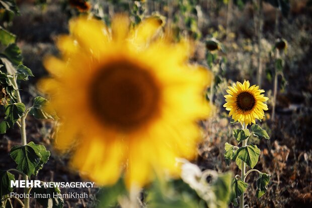Sunflower field in Hamedan prov.