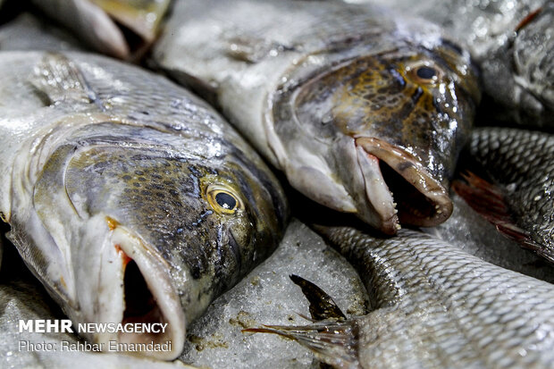 Fish Market in Bandar Abbas