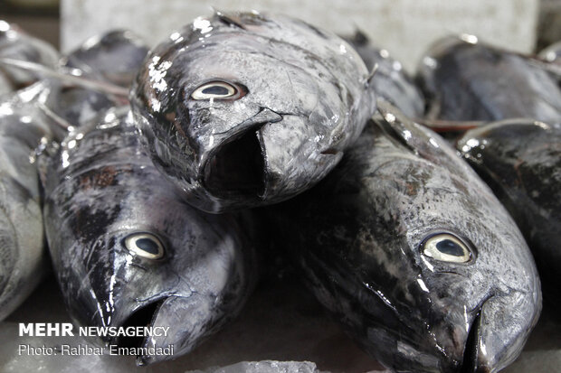 Fish Market in Bandar Abbas