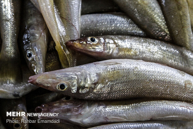 Fish Market in Bandar Abbas