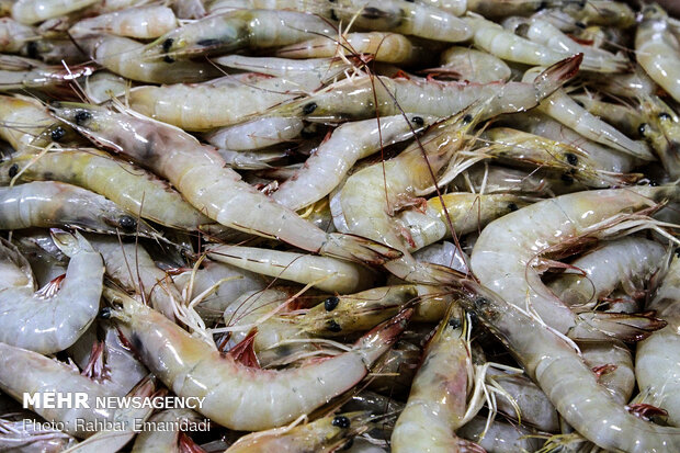 Fish Market in Bandar Abbas