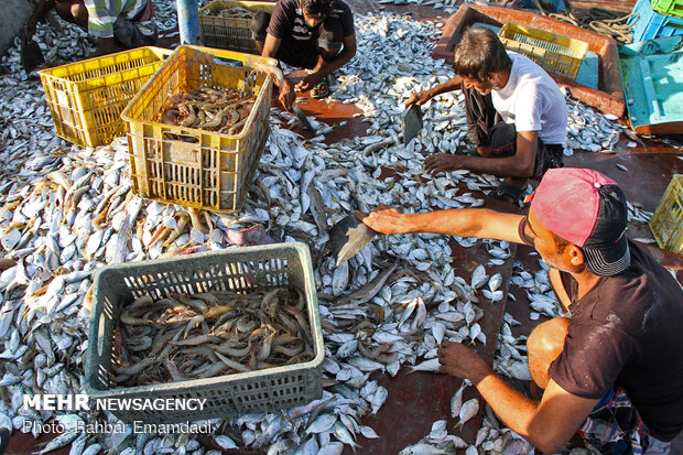 Fish Market in Bandar Abbas