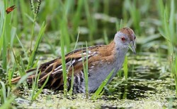Rare Baillon's crake spotted in Gandoman wetland