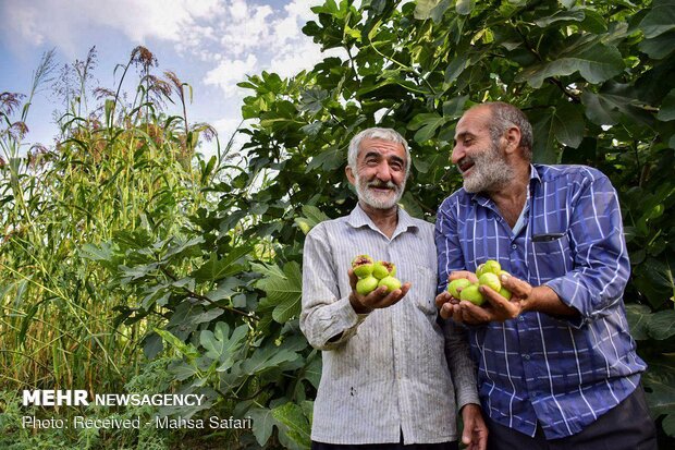 اين تجد الذّ التين في ايران؟